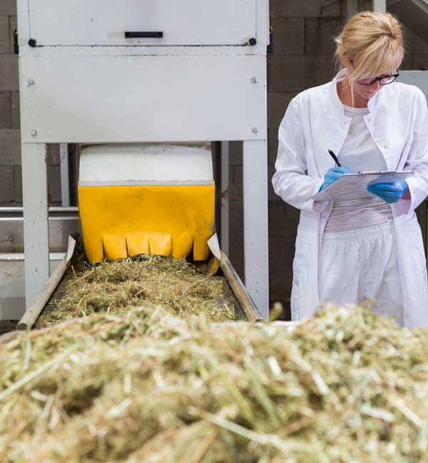 Hempbouw